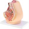 1:1 Life Size Human Female Pelvic Cavity Anatomy Model with Abdominal Organs, Median Sagittal Section Detailed Medical Study Lab Supplies for Teaching & Learning view 4