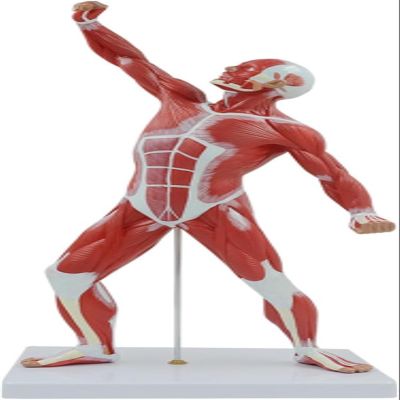 50cm Human Muscle Anatomy Model - PVC Superficial Muscle Display Figure, Precision Molded Anatomical Mannequin for Medical Teaching, Art Drawing & School Lab