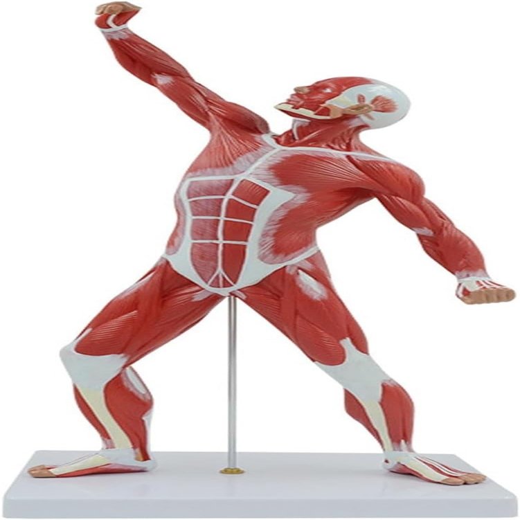 50cm Human Muscle Anatomy Model - PVC Superficial Muscle Display Figure, Precision Molded Anatomical Mannequin for Medical Teaching, Art Drawing & School Lab