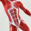 50cm Human Muscle Anatomy Model - PVC Superficial Muscle Display Figure, Precision Molded Anatomical Mannequin for Medical Teaching, Art Drawing & School Lab view 2