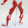 50cm Human Muscle Anatomy Model - PVC Superficial Muscle Display Figure, Precision Molded Anatomical Mannequin for Medical Teaching, Art Drawing & School Lab view 3