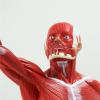 50cm Human Muscle Anatomy Model - PVC Superficial Muscle Display Figure, Precision Molded Anatomical Mannequin for Medical Teaching, Art Drawing & School Lab view 4
