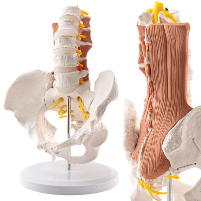 2026 New Human 1:1 Life Size Lumbar Spine Bone Model, Female Pelvis Model Nerves Hip Joint Muscle Anatomy Model Removable Movable Femur Heads,with Manual Card for Medical Education Study