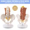2026 New Human 1:1 Life Size Lumbar Spine Bone Model, Female Pelvis Model Nerves Hip Joint Muscle Anatomy Model Removable Movable Femur Heads,with Manual Card for Medical Education Study view 2