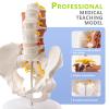 2026 New Human 1:1 Life Size Lumbar Spine Bone Model, Female Pelvis Model Nerves Hip Joint Muscle Anatomy Model Removable Movable Femur Heads,with Manual Card for Medical Education Study view 3