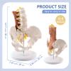 2026 New Human 1:1 Life Size Lumbar Spine Bone Model, Female Pelvis Model Nerves Hip Joint Muscle Anatomy Model Removable Movable Femur Heads,with Manual Card for Medical Education Study view 4