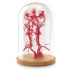 2026 New Life-Size Intracranial Brain Artery Model, High-Precision Whole Brain Vascular Model Intracranial Vascular Education Displa for Medical Learning Teaching view 1