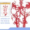 2026 New Life-Size Intracranial Brain Artery Model, High-Precision Whole Brain Vascular Model Intracranial Vascular Education Displa for Medical Learning Teaching view 2