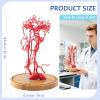 2026 New Life-Size Intracranial Brain Artery Model, High-Precision Whole Brain Vascular Model Intracranial Vascular Education Displa for Medical Learning Teaching view 3