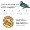Mate - The Party Game for Feral Naturalists, Ages 17+, 4-8 Players view 3