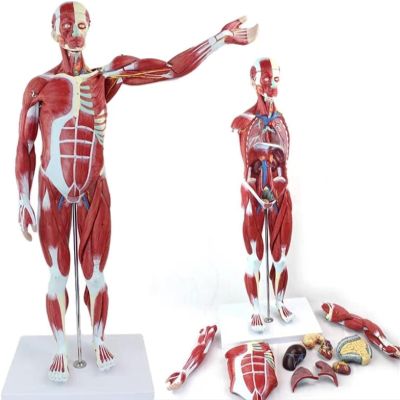 80cm Human Muscle & Organ Anatomical Model 27 Detachable Parts Medical Teaching Aids with 150+ Labeled Structures PVC Human Body Dummy for Biology Study