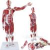 80cm Human Muscle & Organ Anatomical Model 27 Detachable Parts Medical Teaching Aids with 150+ Labeled Structures PVC Human Body Dummy for Biology Study view 1