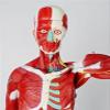 80cm Human Muscle & Organ Anatomical Model 27 Detachable Parts Medical Teaching Aids with 150+ Labeled Structures PVC Human Body Dummy for Biology Study view 2