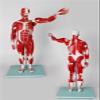 80cm Human Muscle & Organ Anatomical Model 27 Detachable Parts Medical Teaching Aids with 150+ Labeled Structures PVC Human Body Dummy for Biology Study view 3