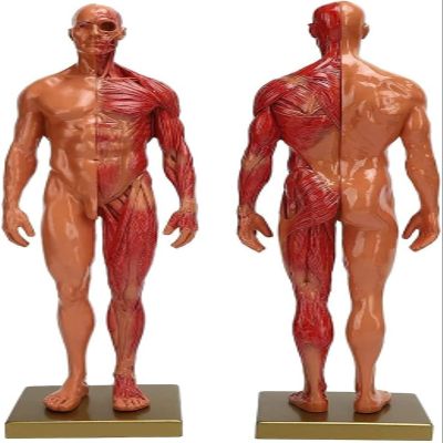 30cm Male Muscle Anatomical Model Resin Human Musculoskeletal Structure Sculpture for Teaching Study Art Reference