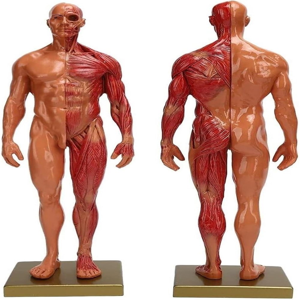 30cm Male Muscle Anatomical Model Resin Human Musculoskeletal Structure Sculpture for Teaching Study Art Reference