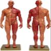 30cm Male Muscle Anatomical Model Resin Human Musculoskeletal Structure Sculpture for Teaching Study Art Reference view 1