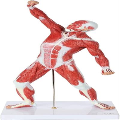 20-Inch Miniature Human Muscular System Model, Anatomically Accurate Muscle Anatomy Model, Hand-Painted Teaching Aid for Doctor's Office, Anatomy Classroom & Study