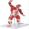 20-Inch Miniature Human Muscular System Model, Anatomically Accurate Muscle Anatomy Model, Hand-Painted Teaching Aid for Doctor's Office, Anatomy Classroom & Study view 2