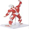 20-Inch Miniature Human Muscular System Model, Anatomically Accurate Muscle Anatomy Model, Hand-Painted Teaching Aid for Doctor's Office, Anatomy Classroom & Study view 3