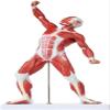 20-Inch Miniature Human Muscular System Model, Anatomically Accurate Muscle Anatomy Model, Hand-Painted Teaching Aid for Doctor's Office, Anatomy Classroom & Study view 4