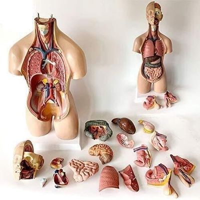 55cm Unisex Human Torso Model 19 Detachable Organs Anatomical Model for Medical Classroom Teaching