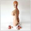 55cm Unisex Human Torso Model 19 Detachable Organs Anatomical Model for Medical Classroom Teaching view 2
