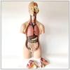 55cm Unisex Human Torso Model 19 Detachable Organs Anatomical Model for Medical Classroom Teaching view 3