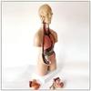 55cm Unisex Human Torso Model 19 Detachable Organs Anatomical Model for Medical Classroom Teaching view 4