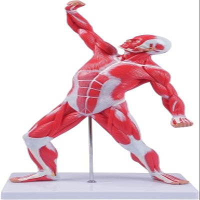 20" Human Muscle Anatomy Model 3D Figurine Medical Muscular System Model for Teaching & Study