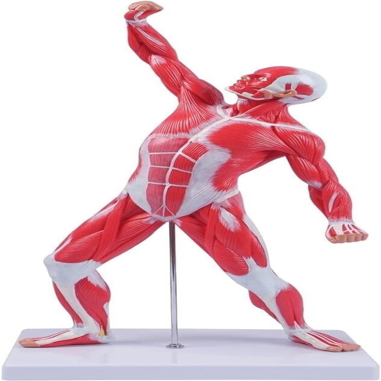 20" Human Muscle Anatomy Model 3D Figurine Medical Muscular System Model for Teaching & Study