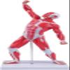 20" Human Muscle Anatomy Model 3D Figurine Medical Muscular System Model for Teaching & Study view 1