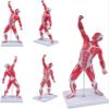 20" Human Muscle Anatomy Model 3D Figurine Medical Muscular System Model for Teaching & Study view 2