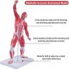 20" Human Muscle Anatomy Model 3D Figurine Medical Muscular System Model for Teaching & Study view 3
