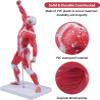 20" Human Muscle Anatomy Model 3D Figurine Medical Muscular System Model for Teaching & Study view 4