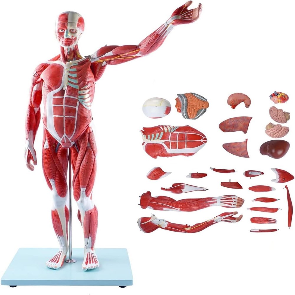 1/2 Life-Size Human Muscle & Organ Model 27 Detachable Parts PVC 3D Mannequin for Medical Teaching Fitness Anatomy