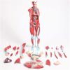 1/2 Life-Size Human Muscle & Organ Model 27 Detachable Parts PVC 3D Mannequin for Medical Teaching Fitness Anatomy view 2