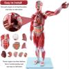 1/2 Life-Size Human Muscle & Organ Model 27 Detachable Parts PVC 3D Mannequin for Medical Teaching Fitness Anatomy view 3