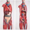 1/2 Life-Size Human Muscle & Organ Model 27 Detachable Parts PVC 3D Mannequin for Medical Teaching Fitness Anatomy view 4