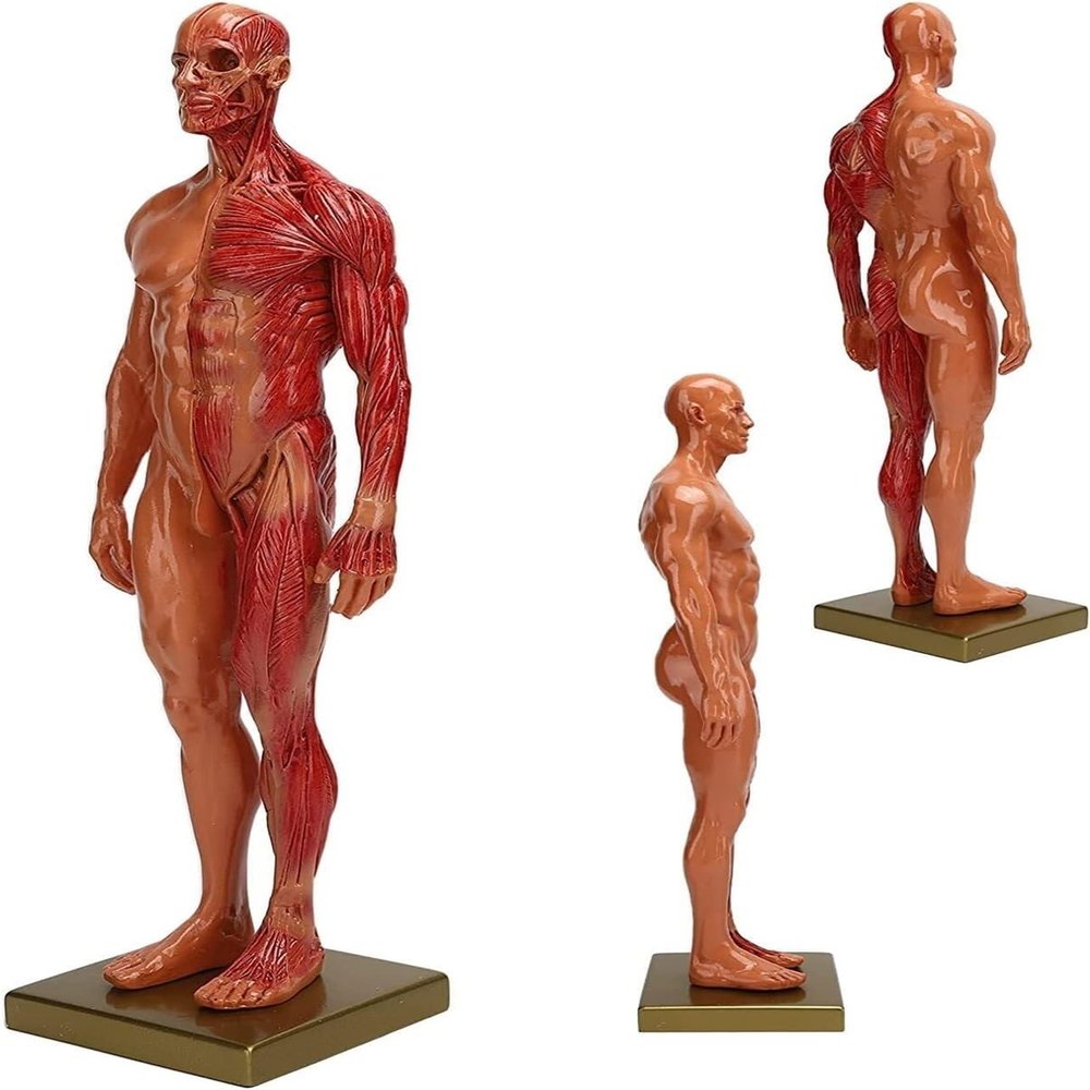 30cm Resin Male Anatomical Model 1:6 Half Skin Half Muscle Musculoskeletal Structure Sculpture for Medical Art Teaching