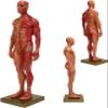 30cm Resin Male Anatomical Model 1:6 Half Skin Half Muscle Musculoskeletal Structure Sculpture for Medical Art Teaching view 1