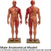 30cm Resin Male Anatomical Model 1:6 Half Skin Half Muscle Musculoskeletal Structure Sculpture for Medical Art Teaching view 2