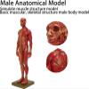30cm Resin Male Anatomical Model 1:6 Half Skin Half Muscle Musculoskeletal Structure Sculpture for Medical Art Teaching view 3