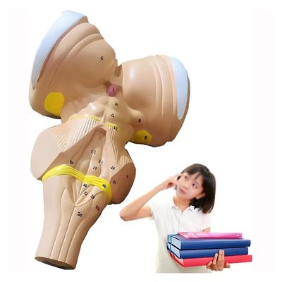 3X Magnification Brainstem Anatomical Model,Human Brainstem And The Hypothalamic Nuclei Model,Teaching Aids