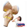 3X Magnification Brainstem Anatomical Model,Human Brainstem And The Hypothalamic Nuclei Model,Teaching Aids view 1