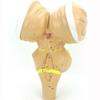 3X Magnification Brainstem Anatomical Model,Human Brainstem And The Hypothalamic Nuclei Model,Teaching Aids view 2