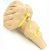 3X Magnification Brainstem Anatomical Model,Human Brainstem And The Hypothalamic Nuclei Model,Teaching Aids view 3