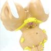3X Magnification Brainstem Anatomical Model,Human Brainstem And The Hypothalamic Nuclei Model,Teaching Aids view 4