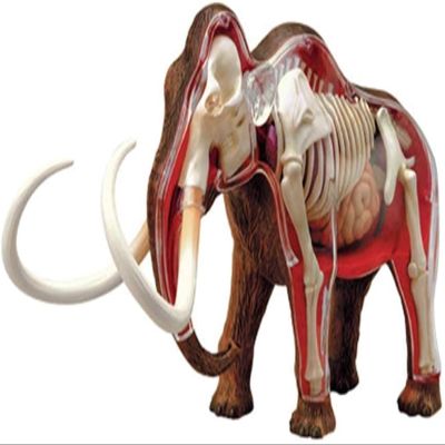 4D Mammoth Animal Anatomy Assembly Model - Removable Organs & Body Parts Teaching Model Kit for School Educational Materials