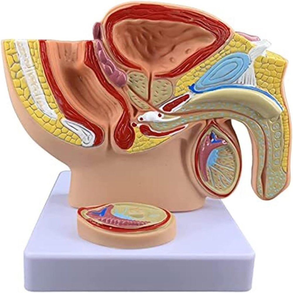1:2 Male Pelvis with Prostate Model - Median Sagittal Section Anatomy Model of Genitourinary System for Medical Study & Teaching